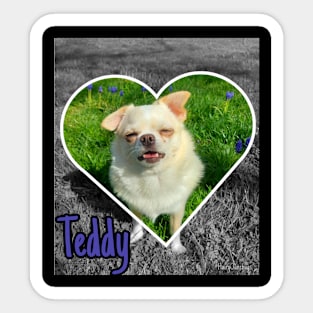 Teddy Sticker